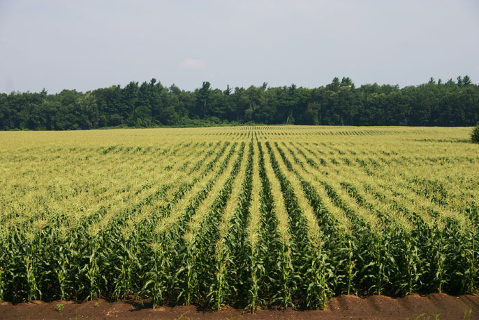 Image of corn field in Indiana